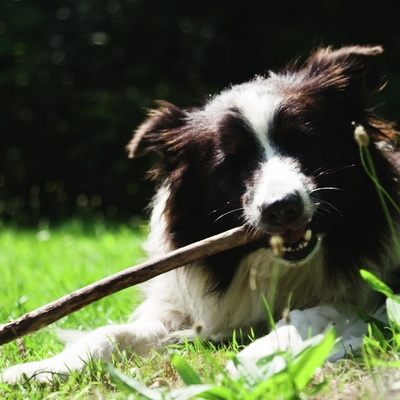 Dog is biting a stick