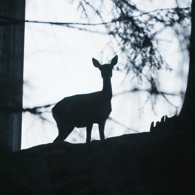 Roe deer silhouette